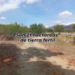 21 héctareas